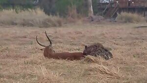 Lechwe getting eaten alive by a hyena