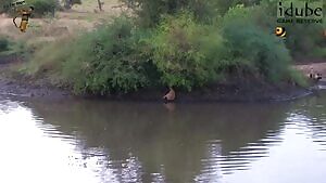 Impala gets dragged out of the water by African Wild Dogs